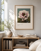 Tree Peony Print, Ogawa Kazumasa 1896, Japanese Botanical Art