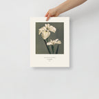 Iris Kaempferi Print, Ogawa Kazumasa 1896, Japanese Botanical Art