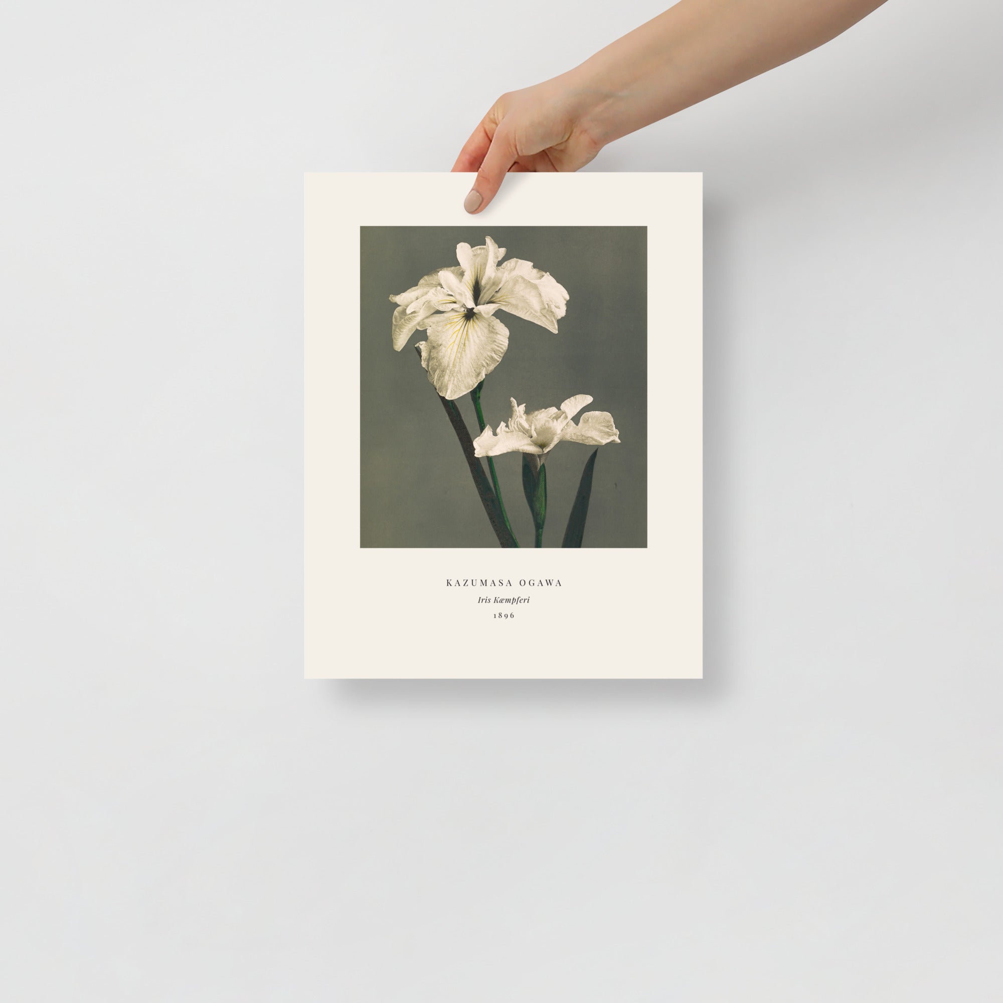 Iris Kaempferi Print, Ogawa Kazumasa 1896, Japanese Botanical Art
