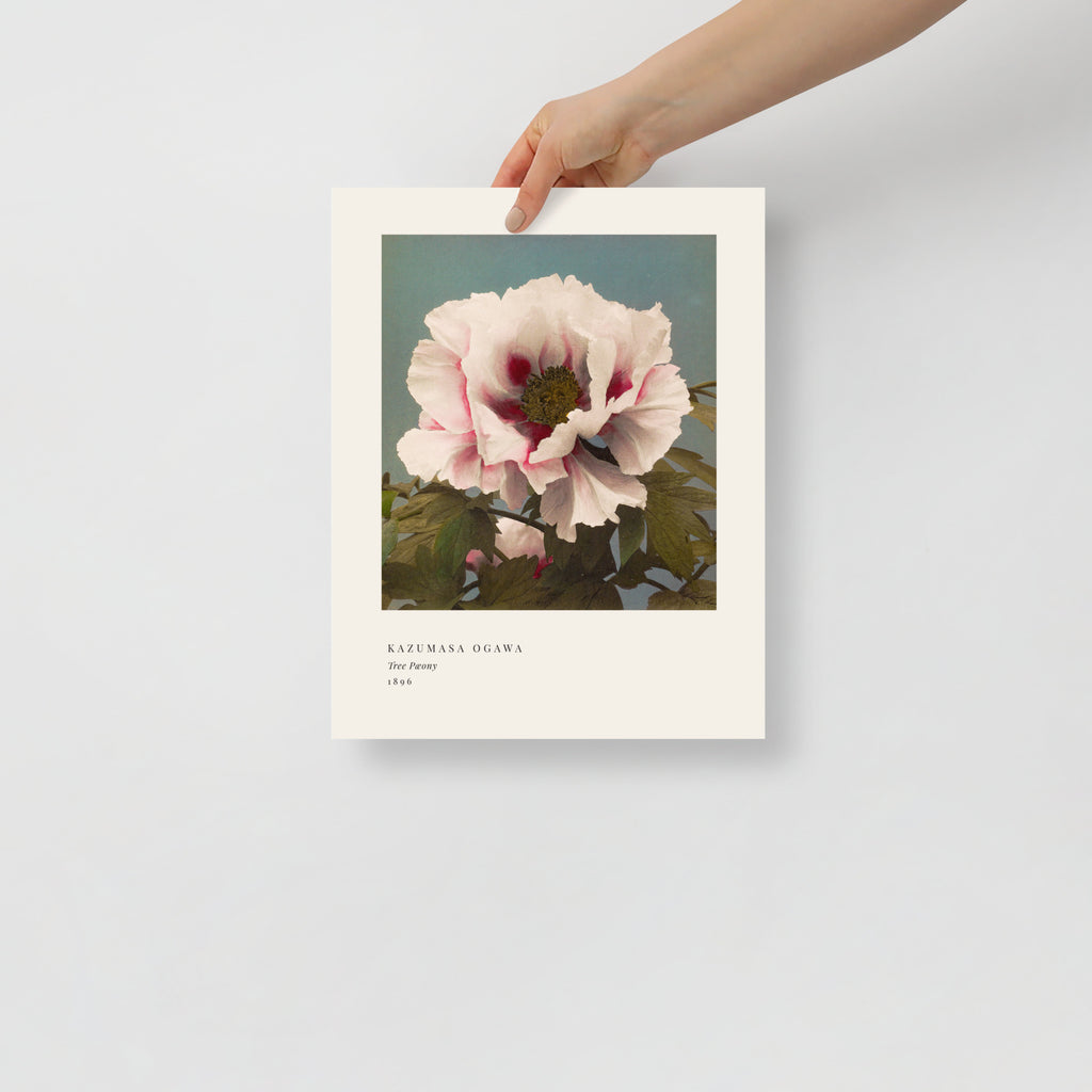Tree Peony Print, Ogawa Kazumasa 1896, Japanese Botanical Art