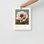 Tree Peony Print, Ogawa Kazumasa 1896, Japanese Botanical Art