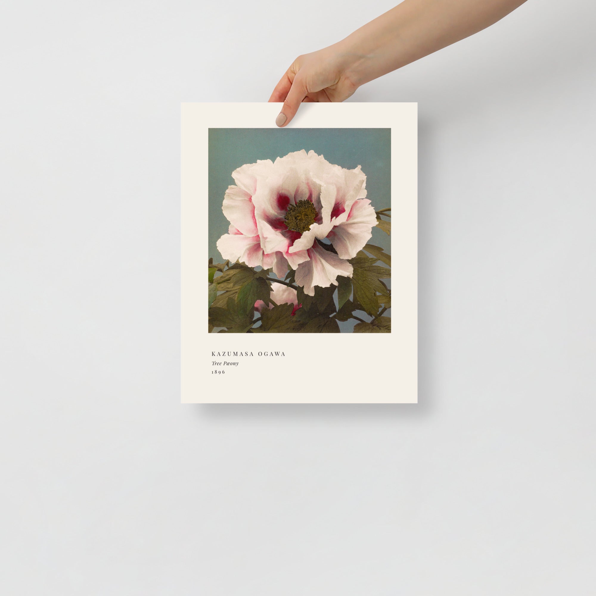 Tree Peony Print, Ogawa Kazumasa 1896, Japanese Botanical Art