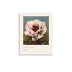 Tree Peony Print, Ogawa Kazumasa 1896, Japanese Botanical Art