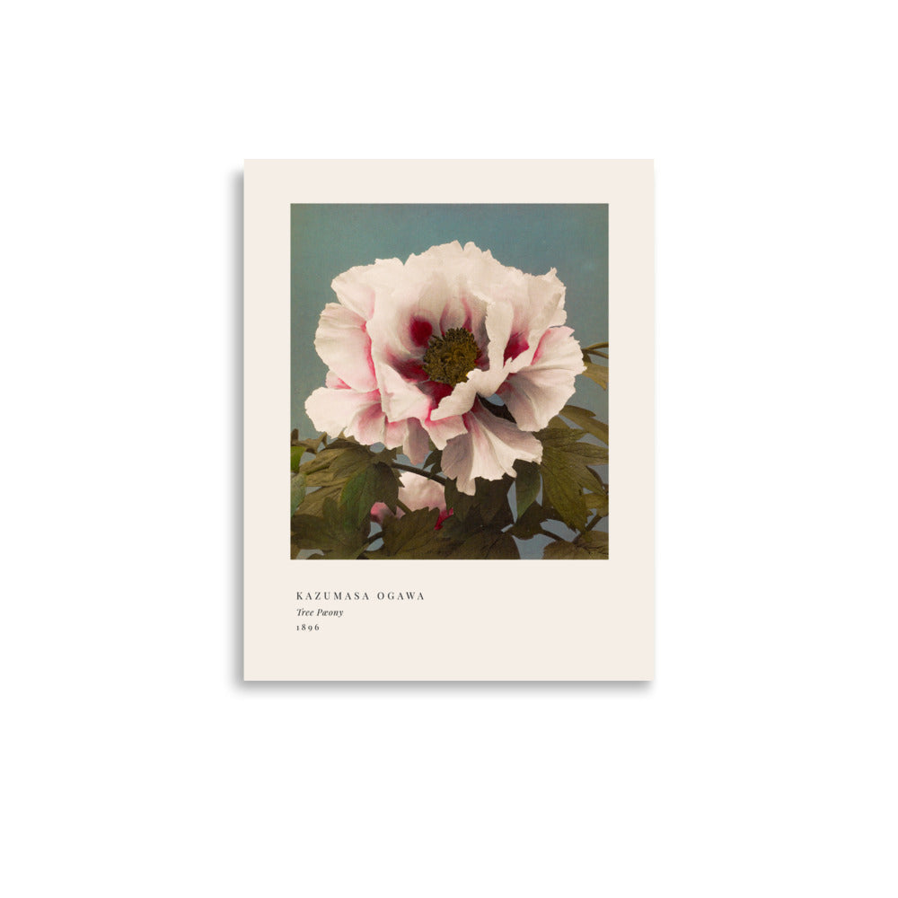 Tree Peony Print, Ogawa Kazumasa 1896, Japanese Botanical Art