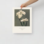 Iris Kaempferi Print, Ogawa Kazumasa 1896, Japanese Botanical Art