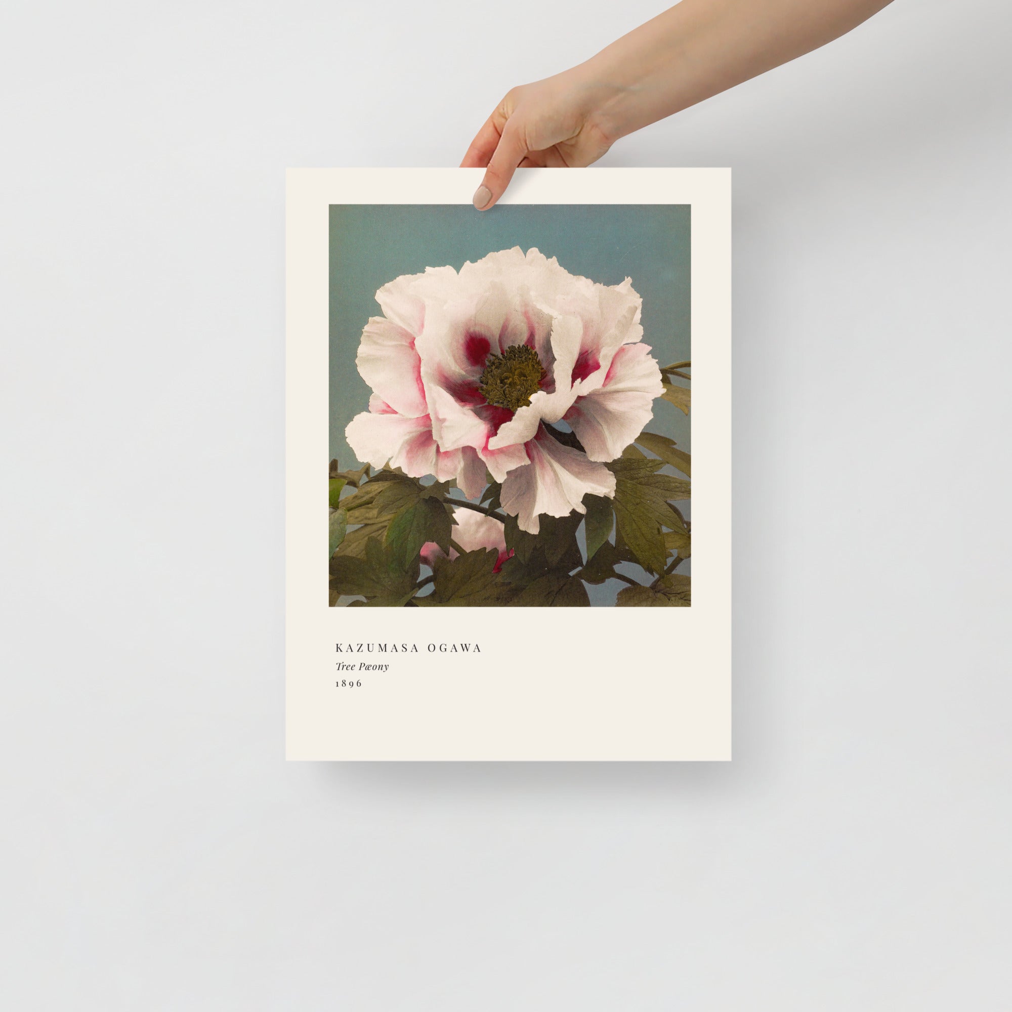 Tree Peony Print, Ogawa Kazumasa 1896, Japanese Botanical Art