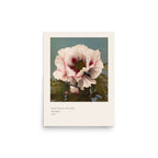 Tree Peony Print, Ogawa Kazumasa 1896, Japanese Botanical Art