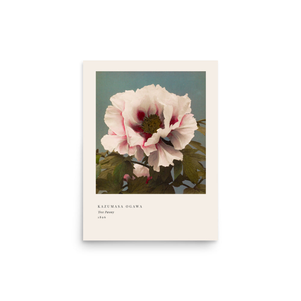 Tree Peony Print, Ogawa Kazumasa 1896, Japanese Botanical Art