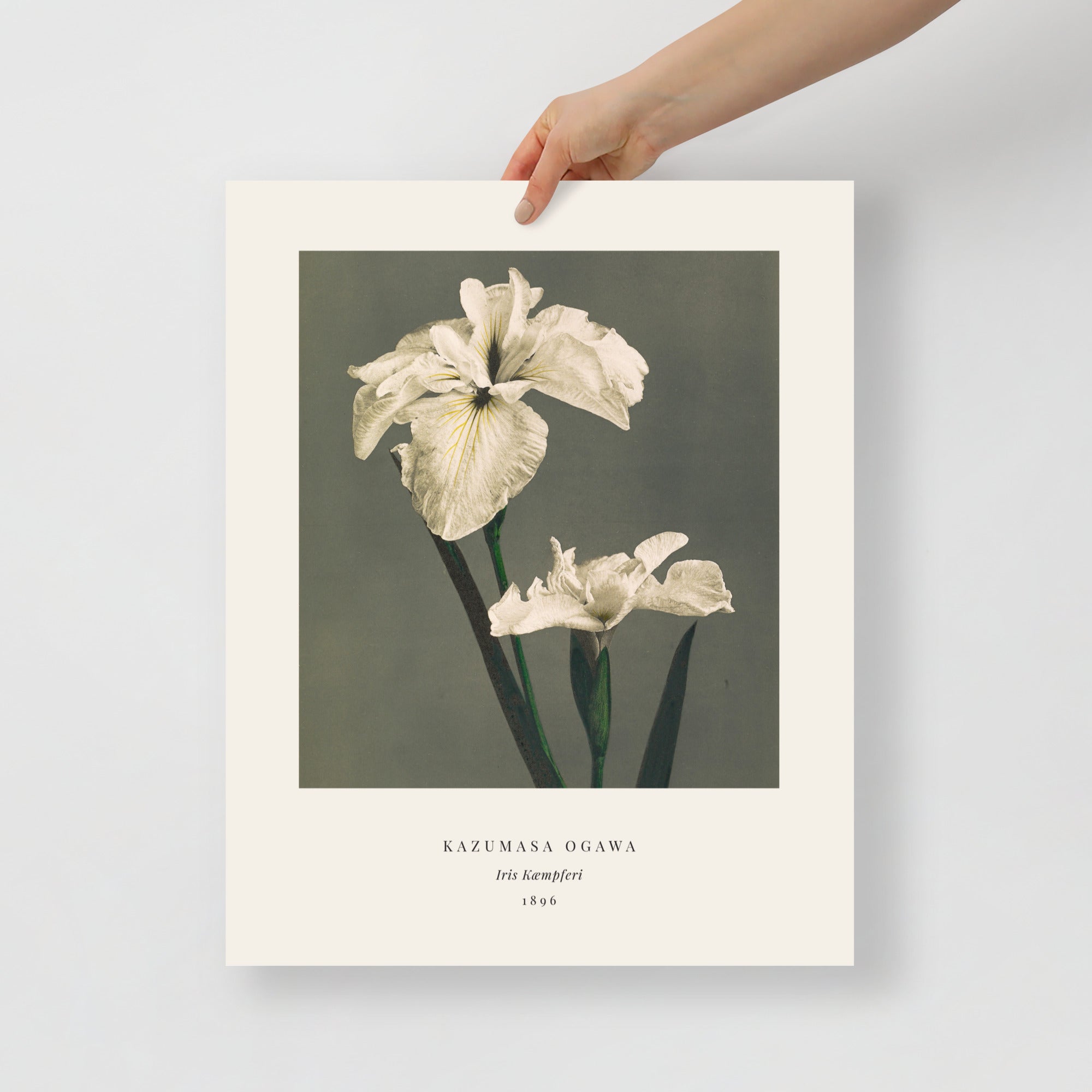 Iris Kaempferi Print, Ogawa Kazumasa 1896, Japanese Botanical Art
