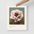 Tree Peony Print, Ogawa Kazumasa 1896, Japanese Botanical Art