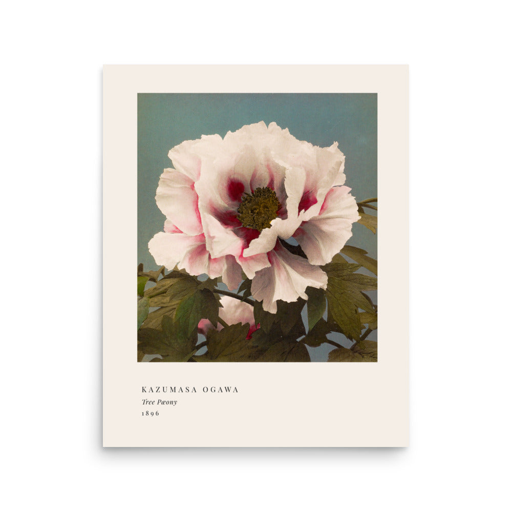 Tree Peony Print, Ogawa Kazumasa 1896, Japanese Botanical Art