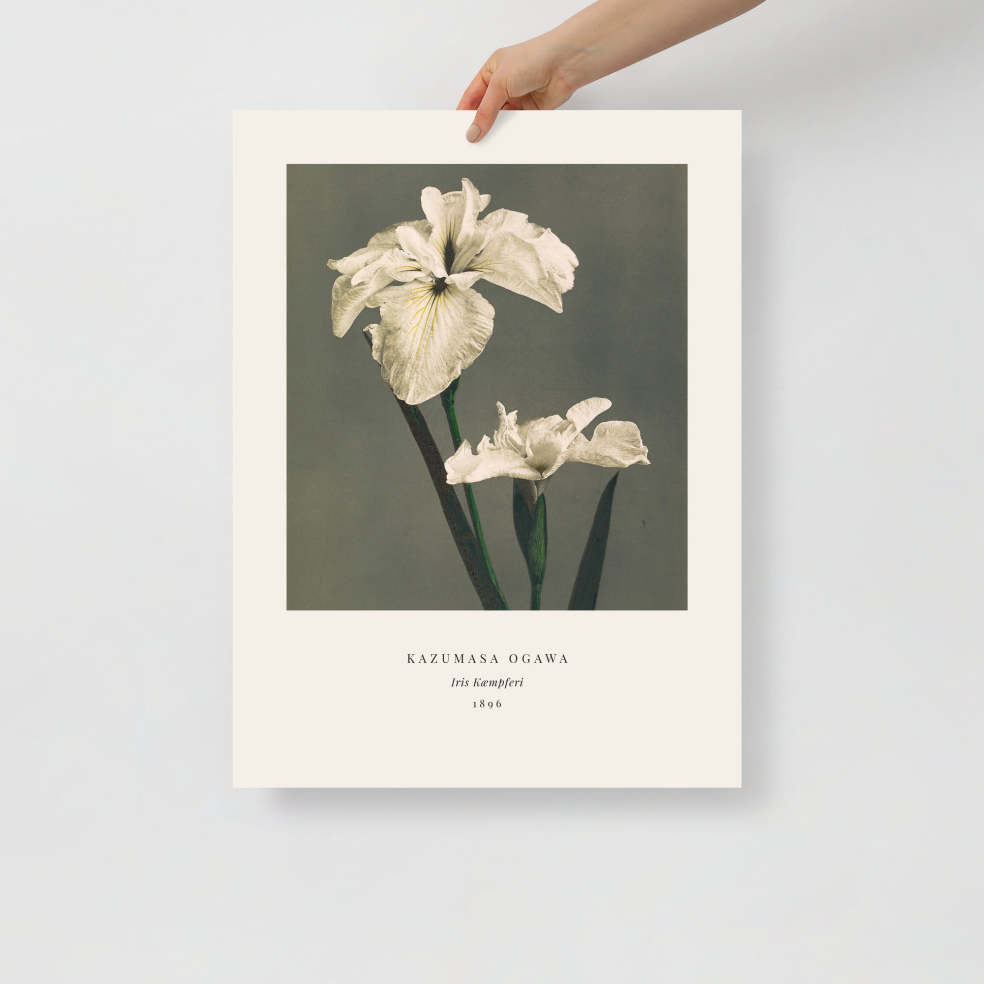 Iris Kaempferi Print, Ogawa Kazumasa 1896, Japanese Botanical Art