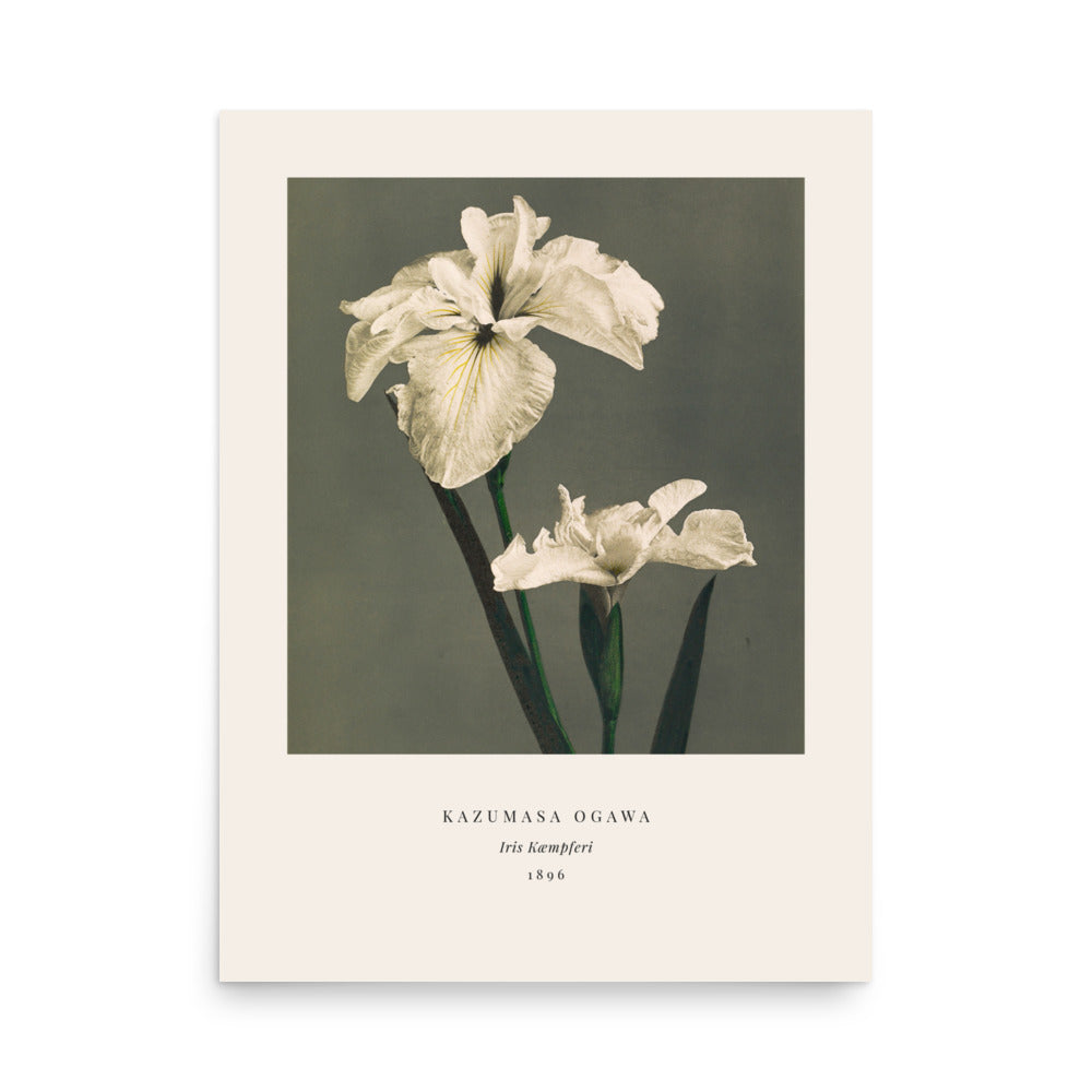 Iris Kaempferi Print, Ogawa Kazumasa 1896, Japanese Botanical Art