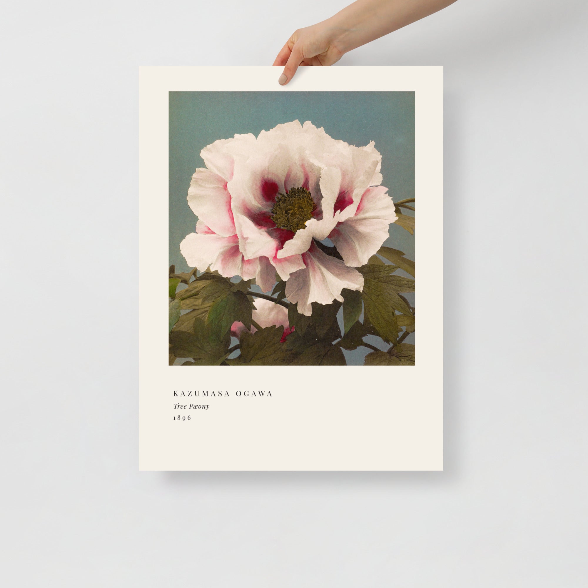 Tree Peony Print, Ogawa Kazumasa 1896, Japanese Botanical Art