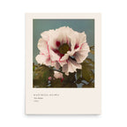 Tree Peony Print, Ogawa Kazumasa 1896, Japanese Botanical Art