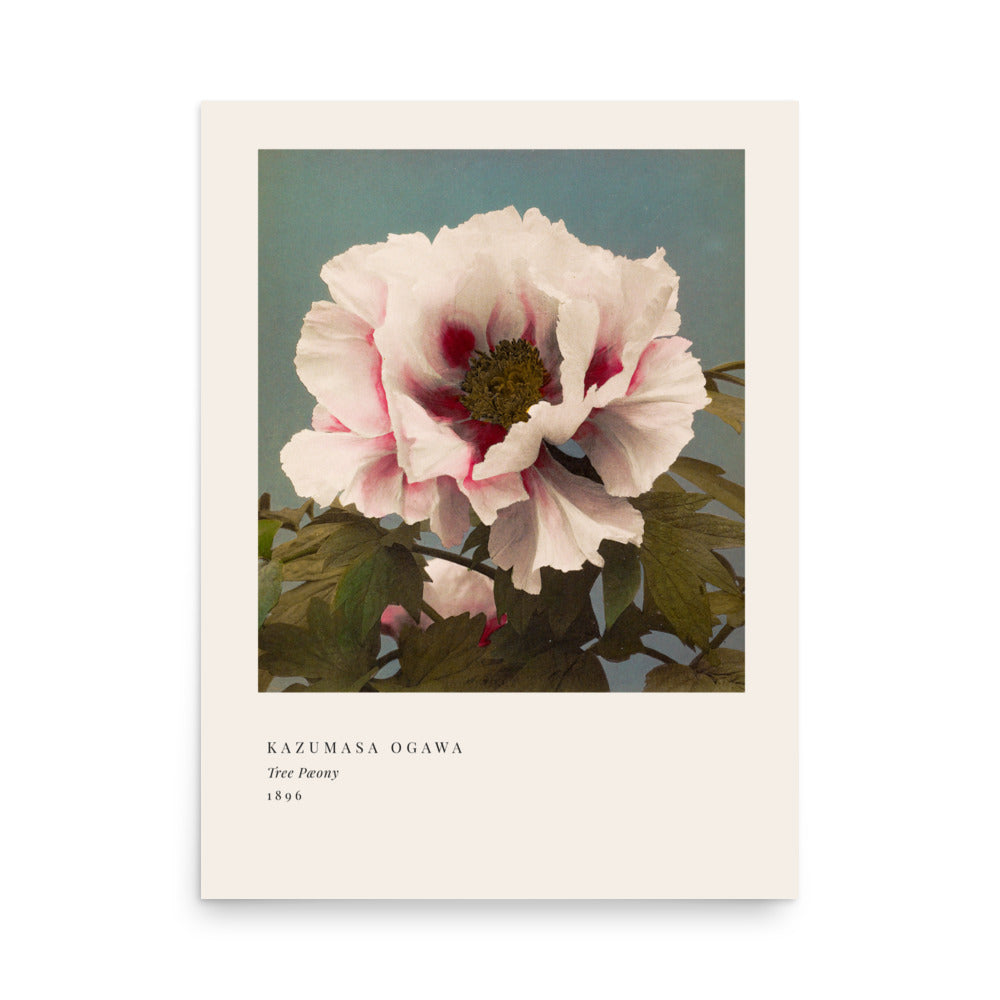 Tree Peony Print, Ogawa Kazumasa 1896, Japanese Botanical Art