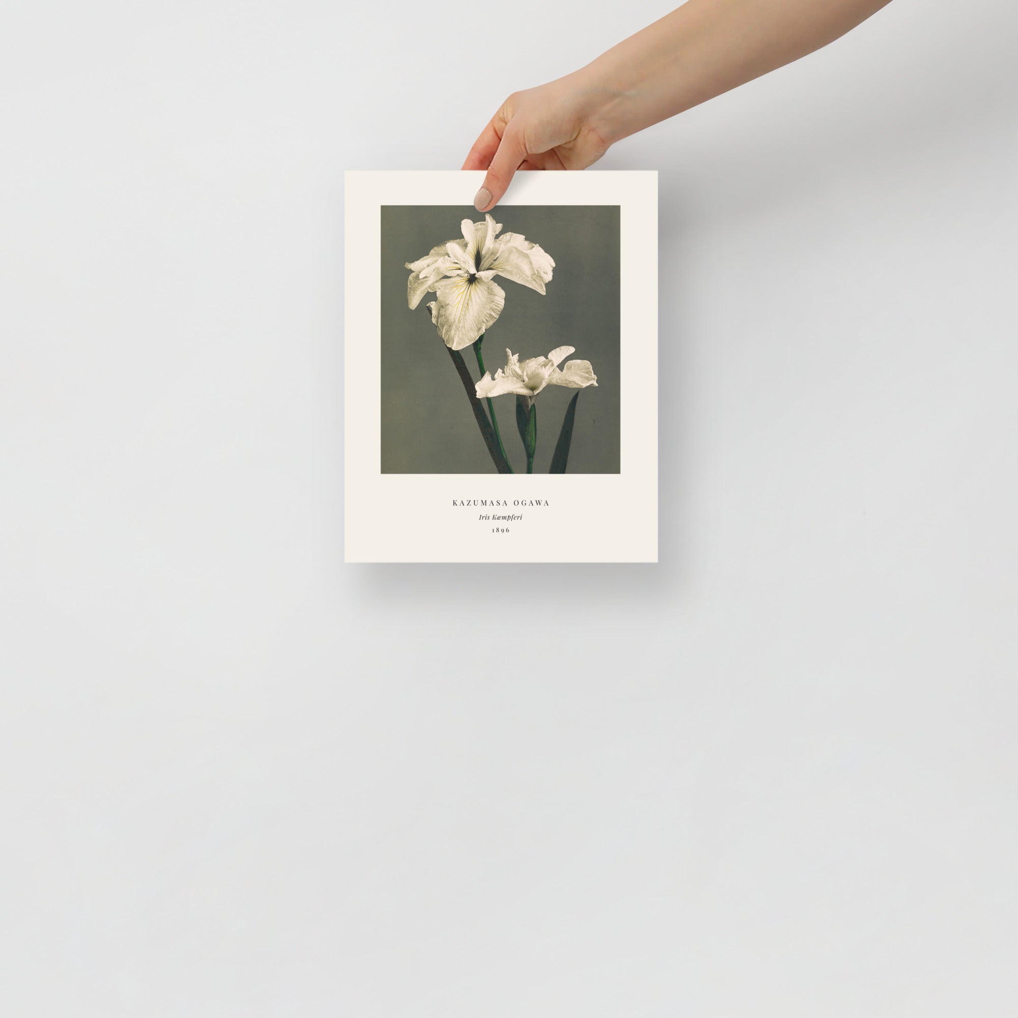 Iris Kaempferi Print, Ogawa Kazumasa 1896, Japanese Botanical Art