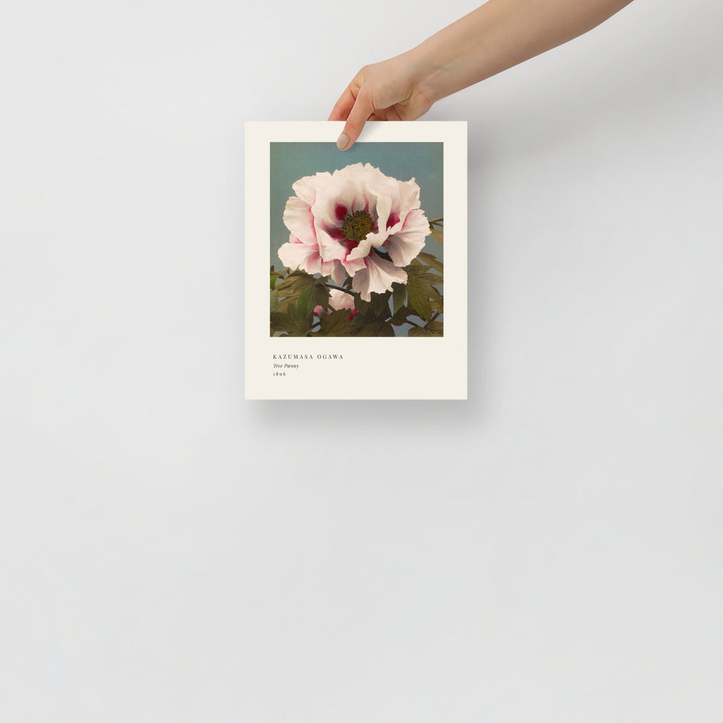 Tree Peony Print, Ogawa Kazumasa 1896, Japanese Botanical Art