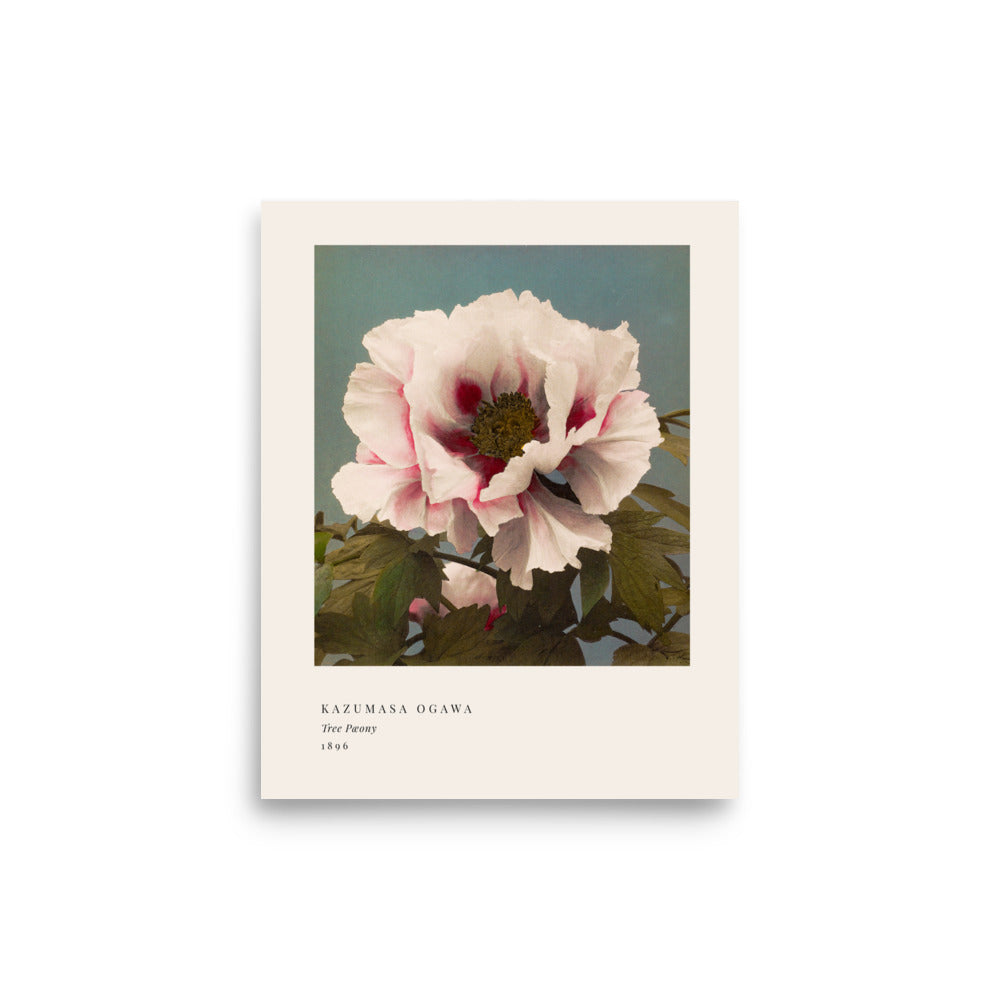 Tree Peony Print, Ogawa Kazumasa 1896, Japanese Botanical Art