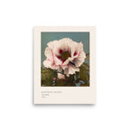 Tree Peony Print, Ogawa Kazumasa 1896, Japanese Botanical Art